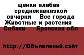 щенки алабая ( среднекавказкой овчарки) - Все города Животные и растения » Собаки   . Брянская обл.